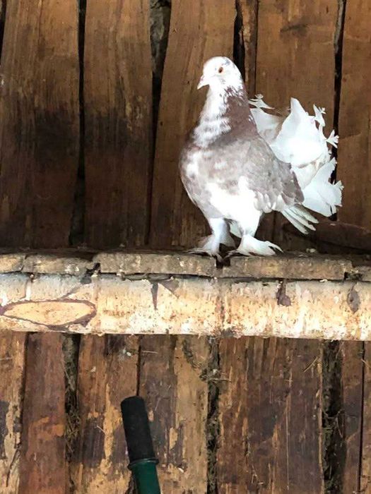 porumbei  voltati , femele