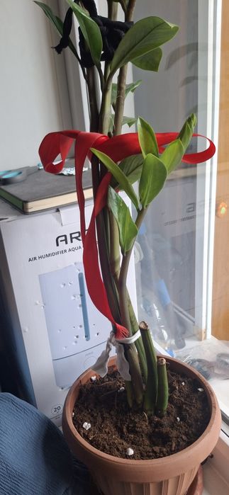 Долларовое дерево, замиокулькас