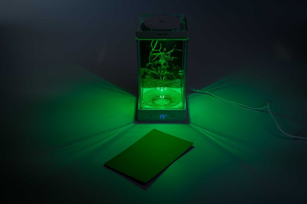 Mini Acvariu de birou Kodiak  special pentru pesti Beta