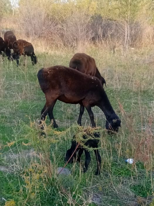 Продам баранов