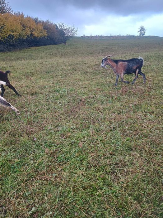 Vând 4 capre și un țap