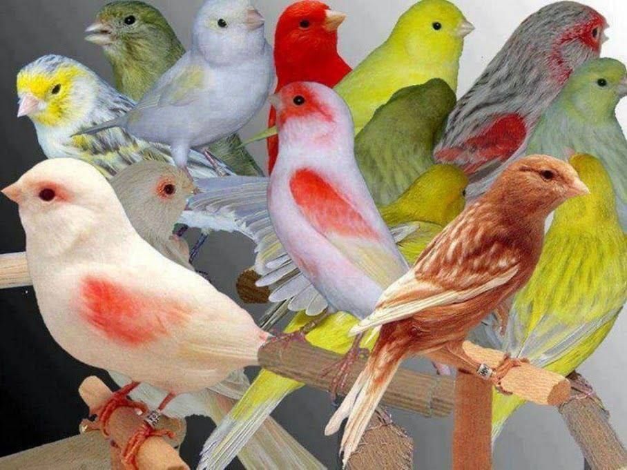 Канарка нар мода ва привазнойлар