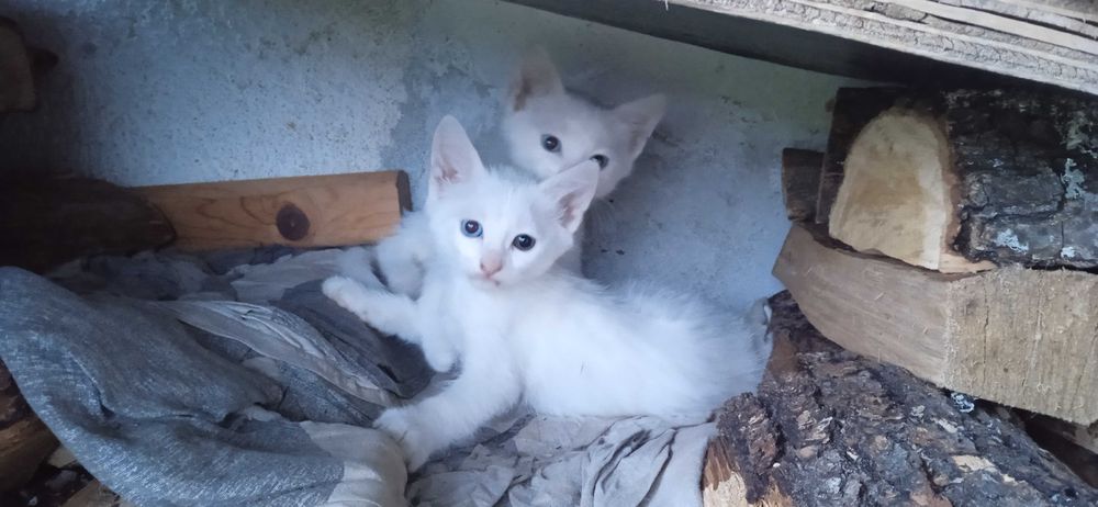 Бели котета с разноцветни очи