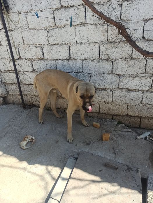 Продам собак кангала и чопонит