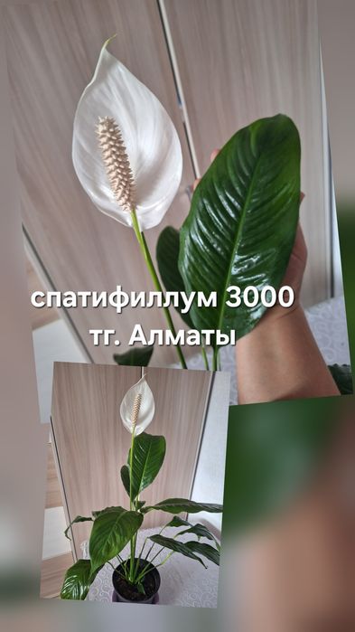 Комнатные растения
