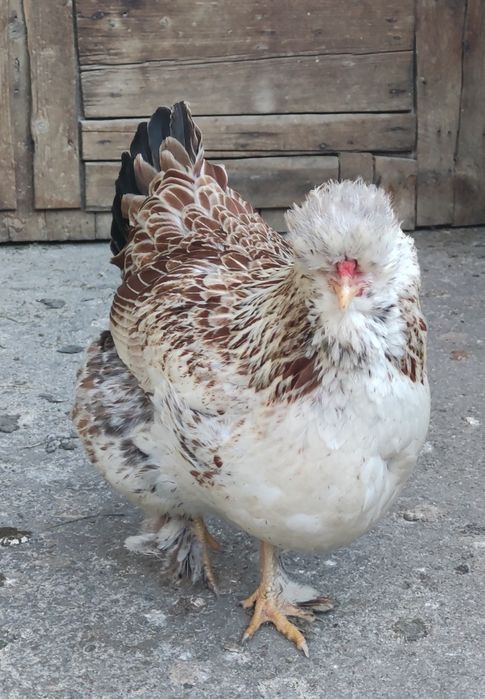 Ouă incubație găini mixt