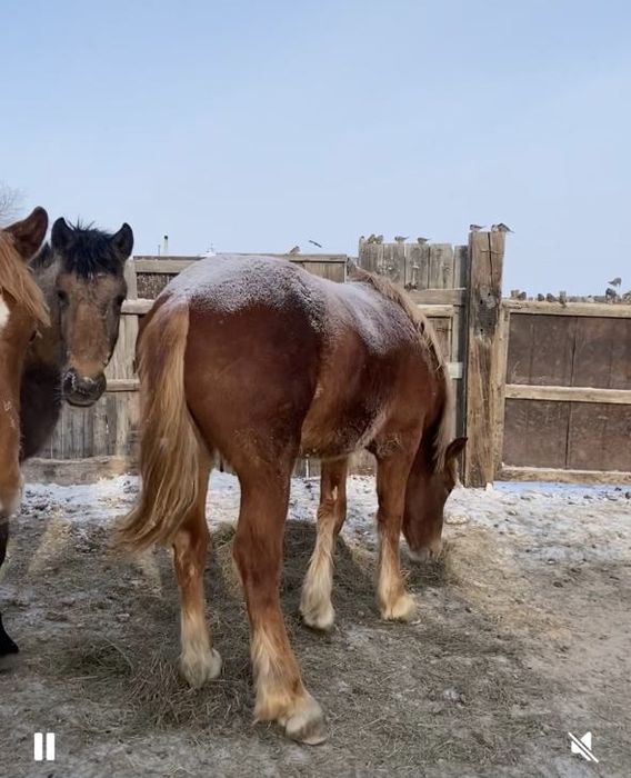 Тайчик новалтай 2024 года