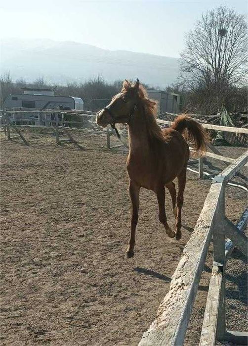 Чистокръвно арабско конче