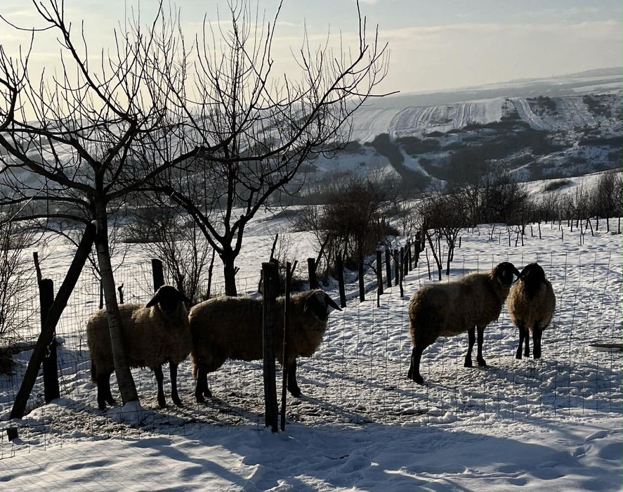 Berbec carabas sarbesc