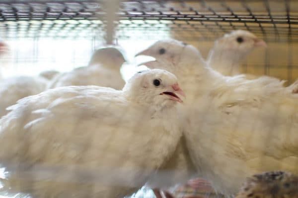 Инкубационные яйца перепелов