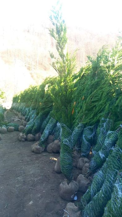 Leilandi pentru gard viu verde vejnic livrarea în toată tara fără avan