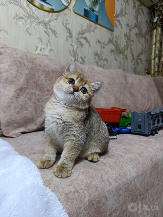 Золотая шиншилла
