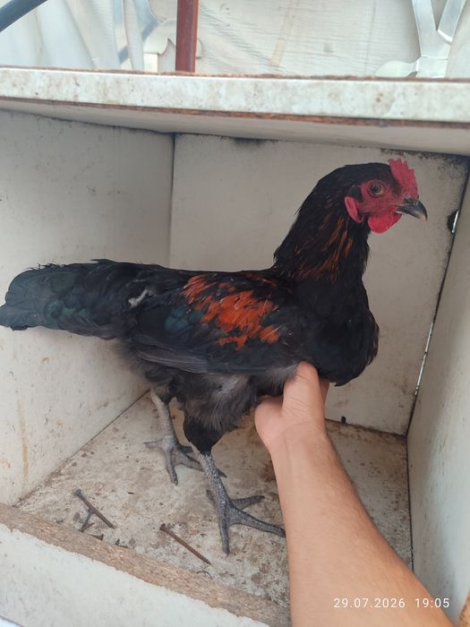 Продам Домашних Петухов