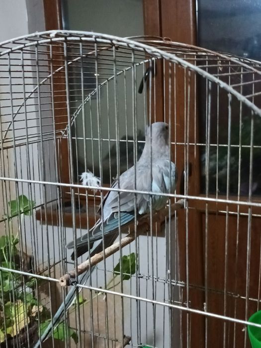 Женски принцов папагал Александрино и Женска пенантова розела