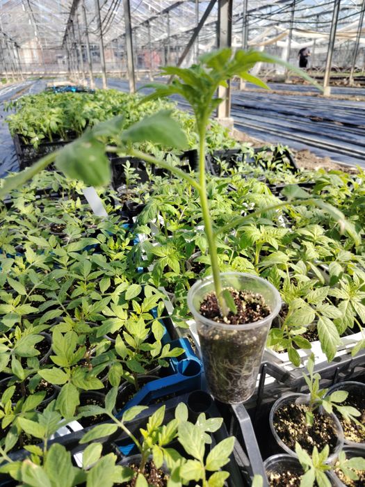 Разсад пикирани домати