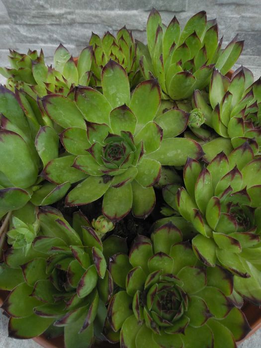 Дебелец  и  два вида седум