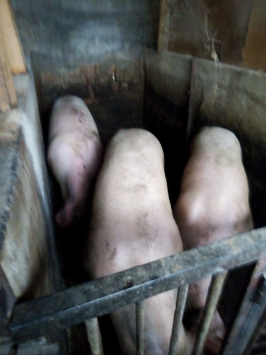 Продавам домашни прасета