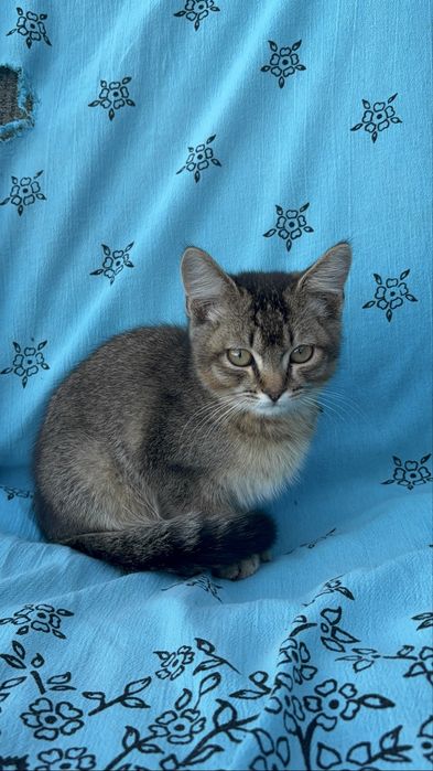 котенок мальчикк