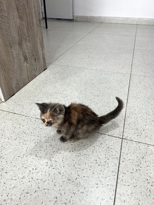 Отдам в добрые руки котенк