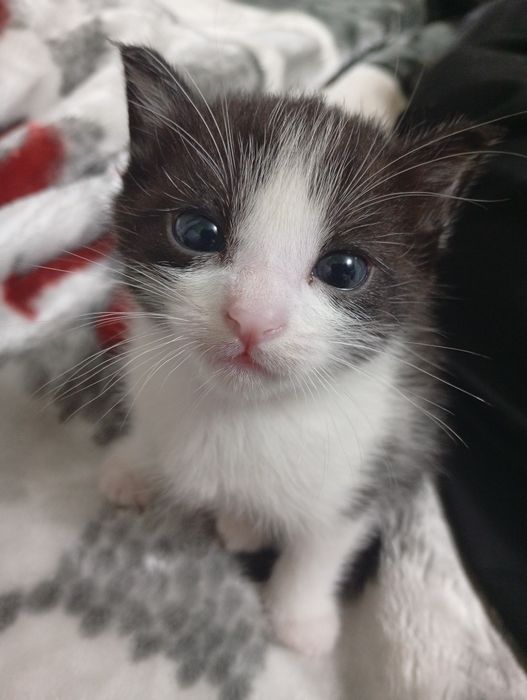Отдам котят бесплатно