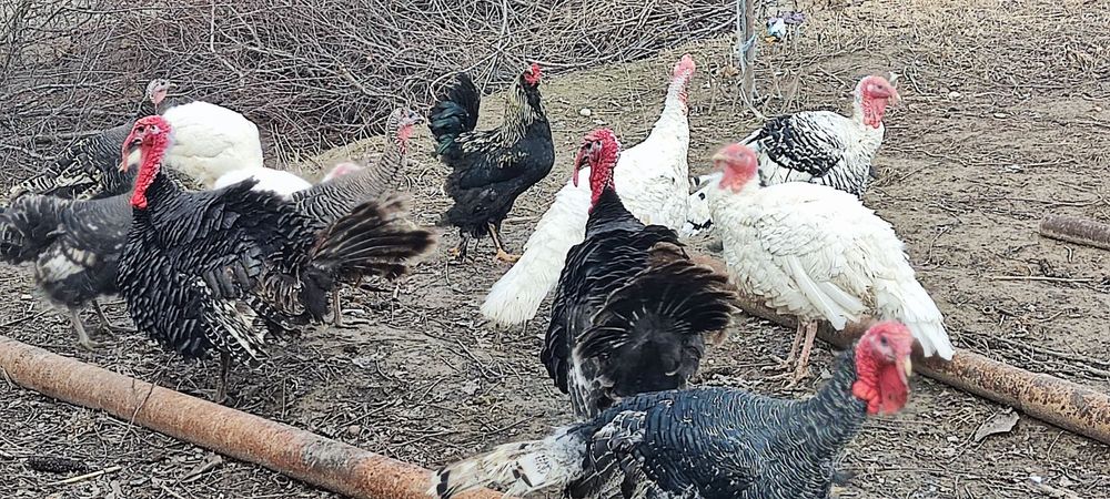 6 kgdan 7 kggacha sotiladigan Induklar bor