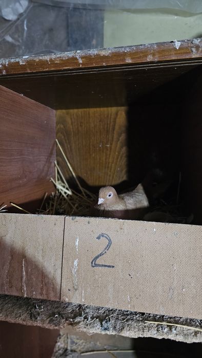 Голуби разные, подробная информация в описании