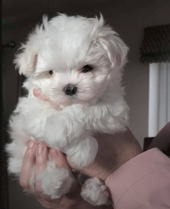 Bichon mini cu carnet de sanatate