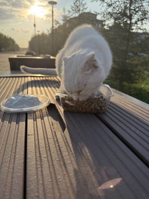 Бесплатно кот породистый