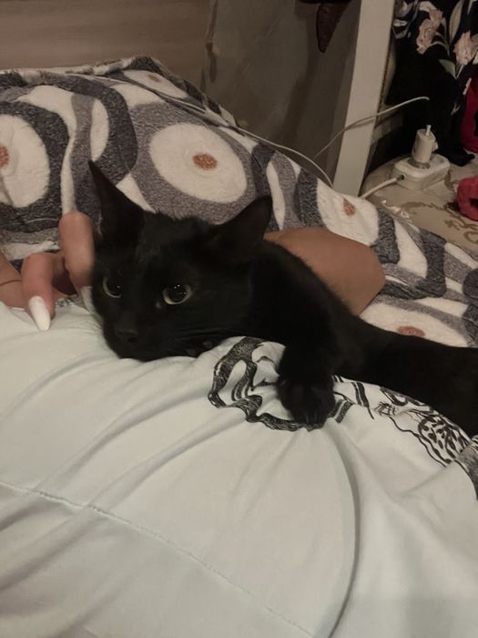 Кошка черный. Черная
