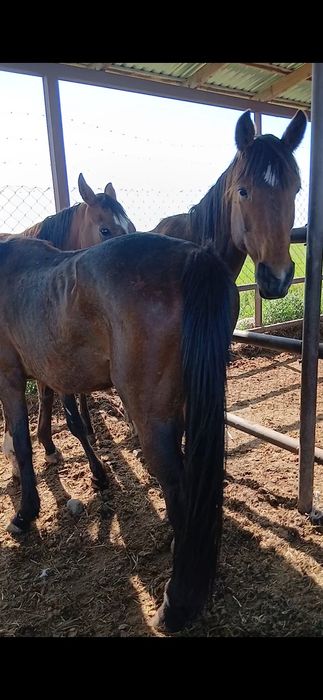 Таза канды биелер сатылады