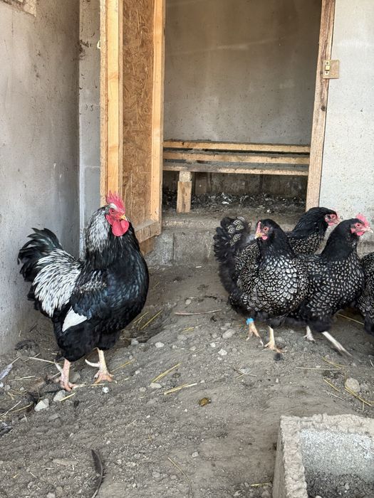 Gaini Oua de incubat diferite rase