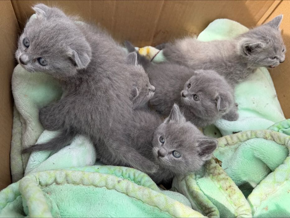 Братинцы котята 2 мес