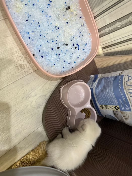 Шотландская вислоухая