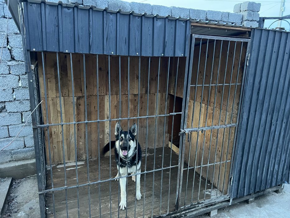 Вольер и собака