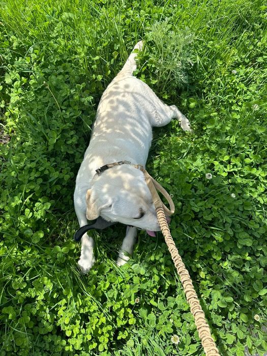 Вязка лабрадор