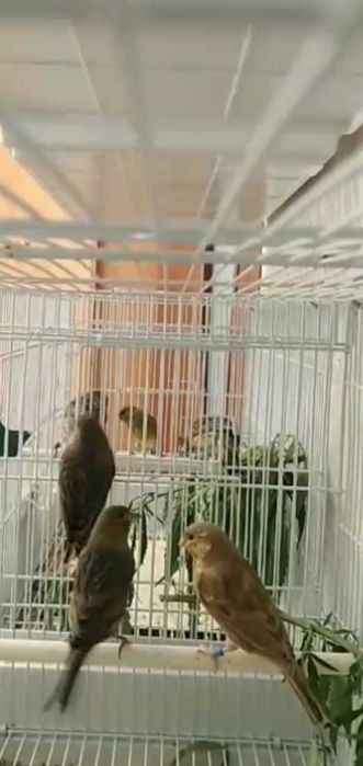 Канарейки певчие