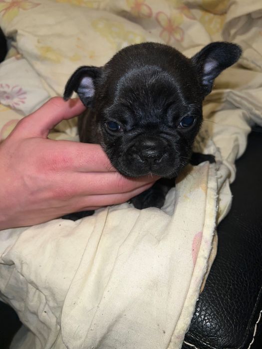 Търсим си любящи семейства