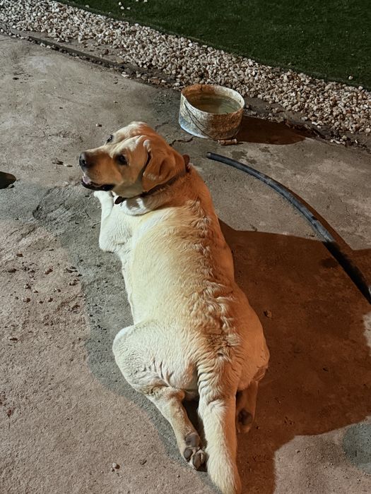 Лабрадор ретривер вязка