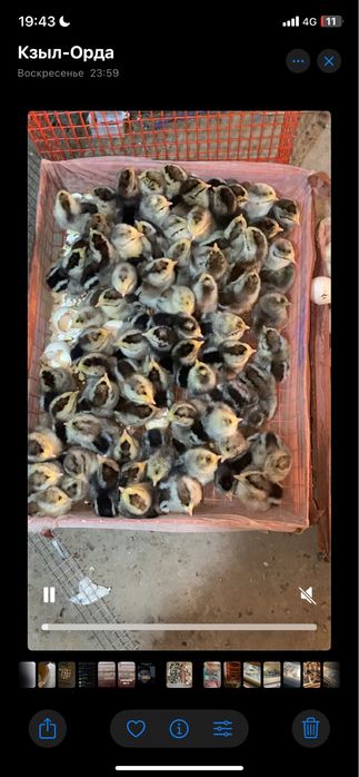 Цыплята борковская барвистая