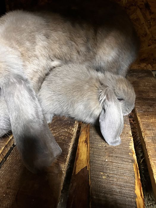 Кролики французкий баран