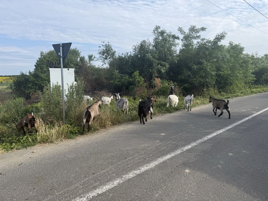 De vanzare capre si iezi berbecsi mioara