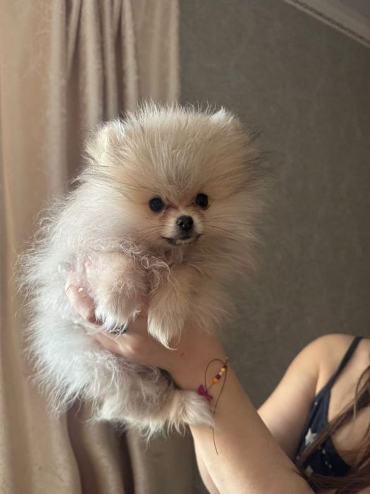 Продам щенка шпица