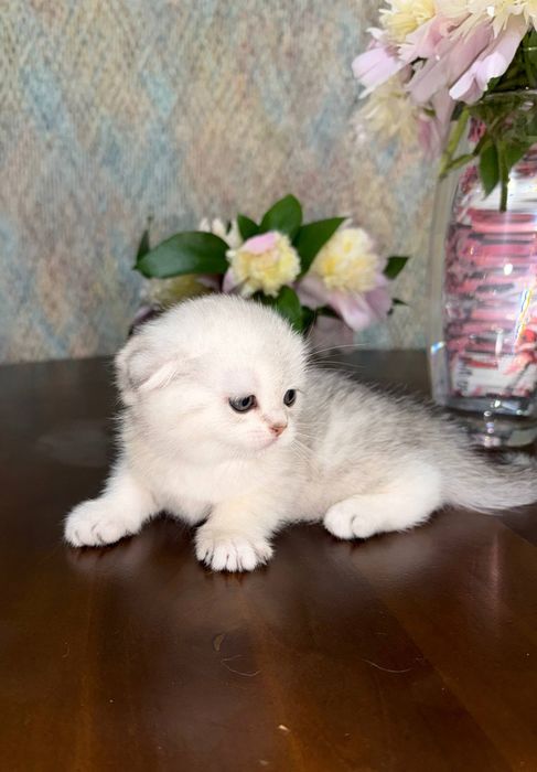 Продаются шотландские котята элитных окрасов!