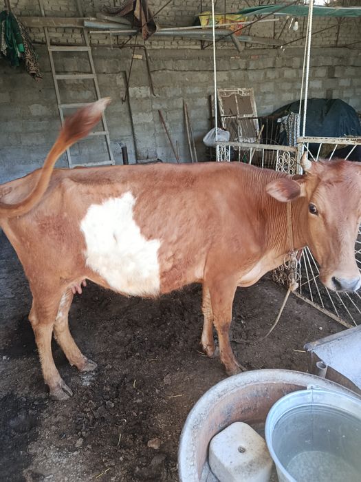 Она бола сигир сотилади