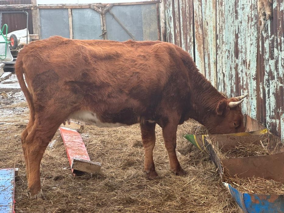 Продам коров 4 голов