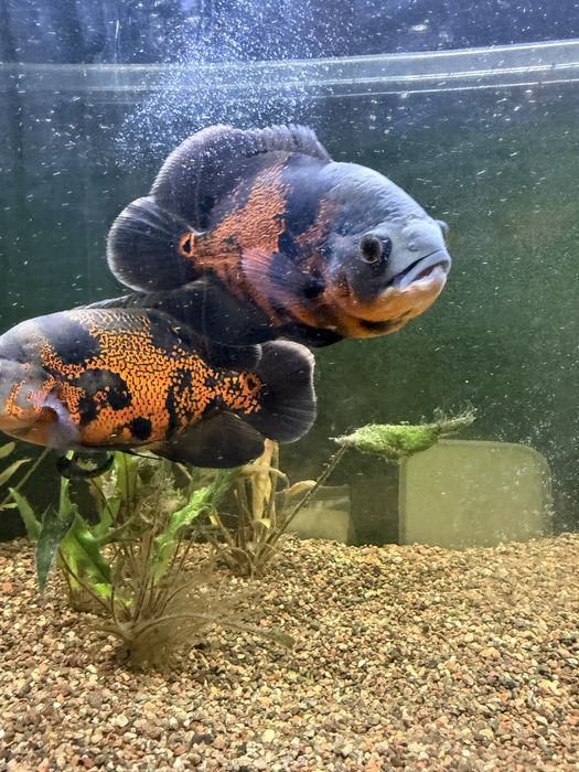 Продам Астронотусы