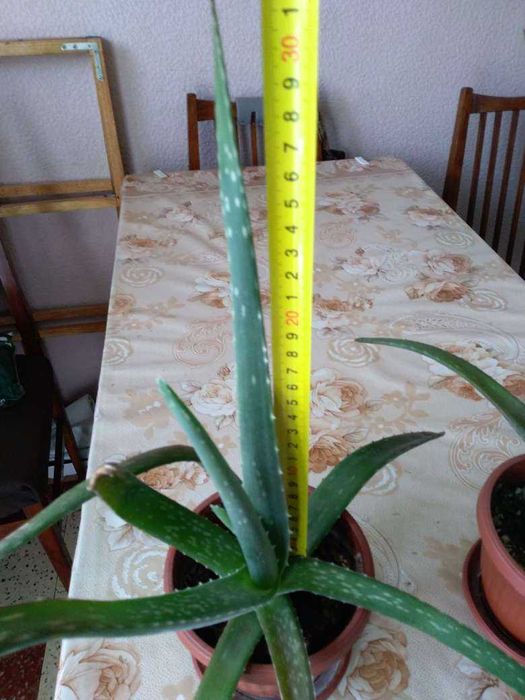 Алое вера -растение