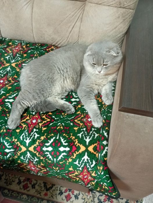 Шу мушукка келин керак., соглом паспорт прививкалари бор