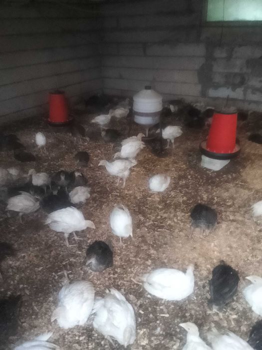 Pui de curca,curcani 1.5 kg albi și bronzați