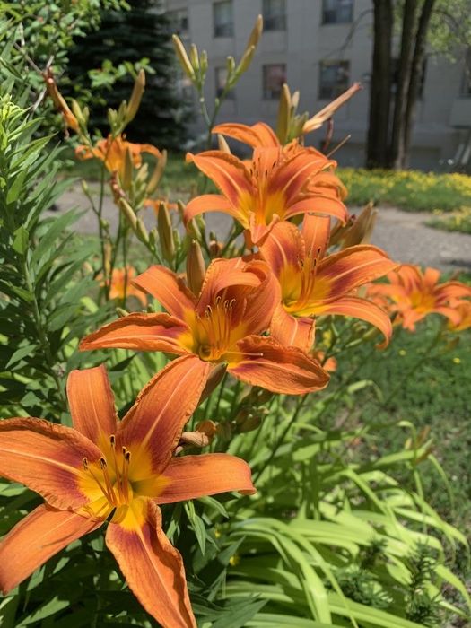 Продам Лилию садовую